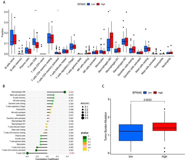 A. Immune cell distribution in the EFNA5 high- and low-expression groups. B. Correlation analysis between EFNA5 and levels of infiltrating immune cells. C. Tumor mutation burden analysis.