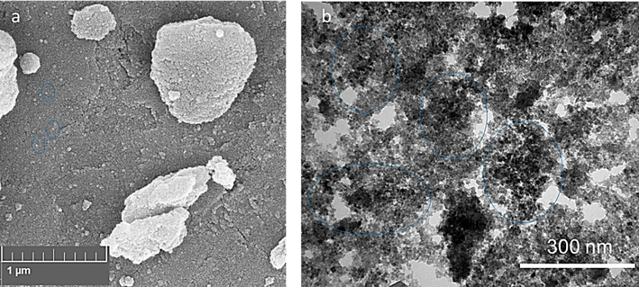 The SEM (a) and TEM (b) images of ZnO NPs prepared by the electrodeposition method.
