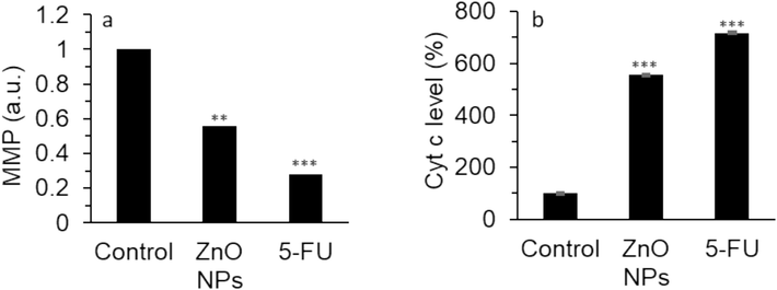 The effect of 35.40 µg/mL synthesized ZnO NPs prepared by the electrodeposition method or standard drug 5-FU (10 µM) on the (a) MMP level, (b) cytochrome c protein level in human cervical cancer HeLa cell cytoplasm after 24 h. The data are expressed as mean ± SD of three experiments. **P<0.01, ***P<0.001 relative to control.