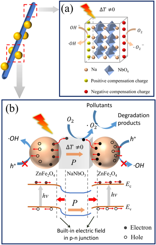 The schematic diagram for the pyro-/photocatalytic mechanism of (a) NNO and (b) ZFO/NNO composites.