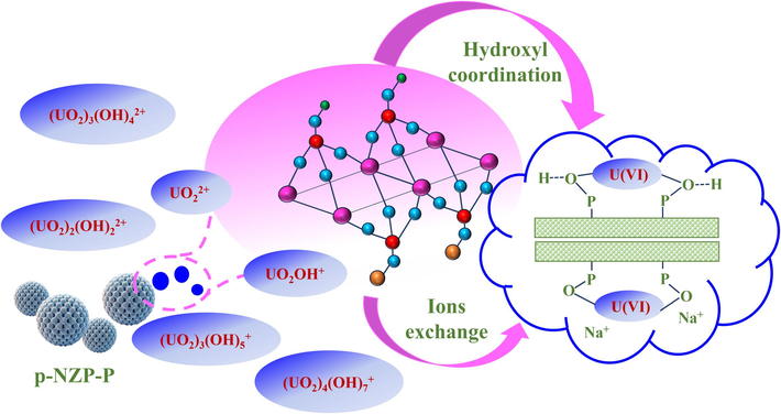 Probable mechanisms of U(VI) sorption by p-NZP-P in aqueous solution.