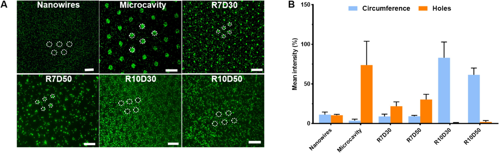 (A) Fluoroscopic images of E. coli adhesion on the patterned silicon surface. (B)The coverage rate of E. coli counted base on the fluoroscopic images as determined by the instrument's software.