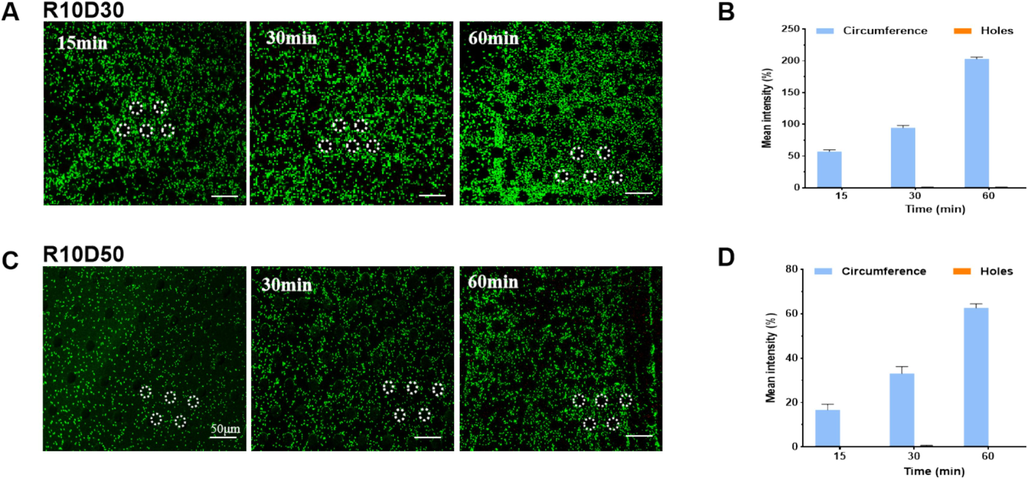 (A) Fluoroscopic images of E. coli adhesion on the patterned silicon surface. (B)The coverage rate of E. coli counted base on the fluoroscopic images as determined by the instrument's software.