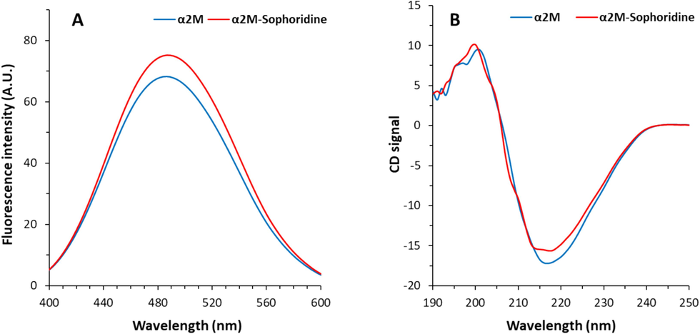 (A) Interaction of α2M (10 µM) and sophoridine (70 µM) explored by ANS fluorescence spectroscopy at room temperature. (B) Interaction of α2M (20 µM) and sophoridine (70 µM) explored by Circular dichroism study.
