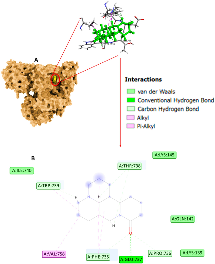 (A) Interaction of α2M and sophoridine explored by molecular docking study. (B) Amino acid residues in the binding pocket.