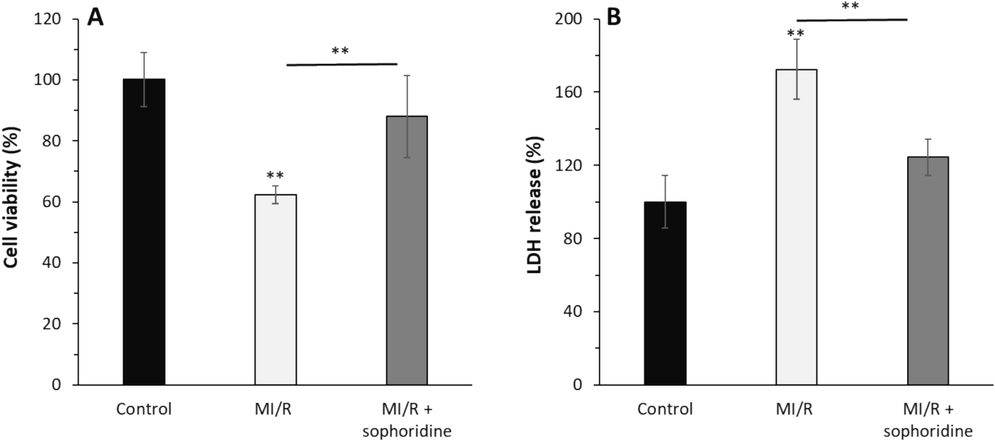 After the induction of MI/R injury in vitro, the protective effects of sophoridine (20 μM) for 2 h on cell viability and membrane leakage were assessed by (A) MTT assay and (B) LDH assay. **P < 0.01. The data are presented as mean ± SD of three experiments.