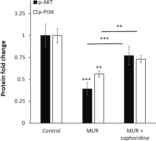 After the induction of MI/R injury in vitro, the protective effects of sophoridine (20 μM) for 2 h on the regulation of AKT/PI3K signaling pathways were assessed by ELISA. **P < 0.01, ***P < 0.001. The data are presented as mean ± SD of three experiments.