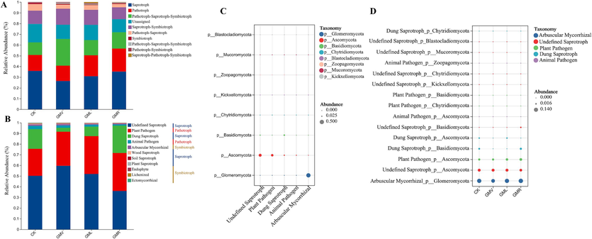 Variations in fungal function (A), composition of fungal functional groups (guilds) inferred by FUNGuild (B), and comparison of fungal distribution in fungal function groups and different samples (C-D). CK: without green manure; GMV: Vicia villosa Roth; GML: Lolium perenne L.; GMR: Rhaphanus stativus L.