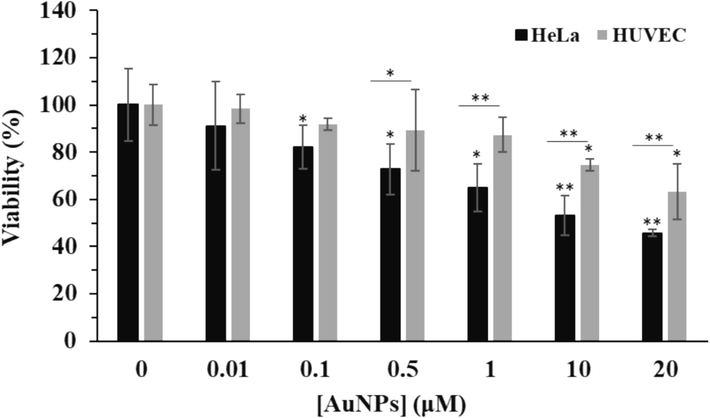 MTT assay for determination of the effects of greenly synthesized AuNPs on the growth of the human cervical cancer HeLa cells and human umbilical vein endothelial cells (HUVECs) after 24 h. *P < 0.05, **P < 0.01, ***P < 0.001 compared to control.