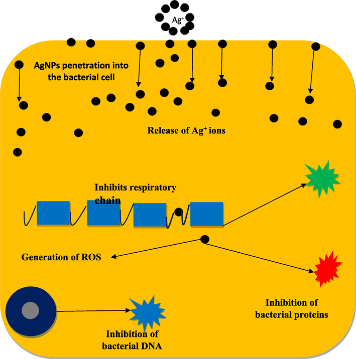 Proposed mechanism of AgNPs on the surfaces of Gram-positive and Gram-negative bacteria.