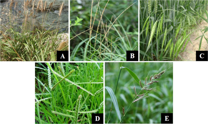 Pictures of five Poaceae plants. (A) Miscanthus floridulus. (B) Sporobolus fertilis. (C) Bromus japonicus. (D) Eleusine indica. (E) Echinochloa crus-galli.