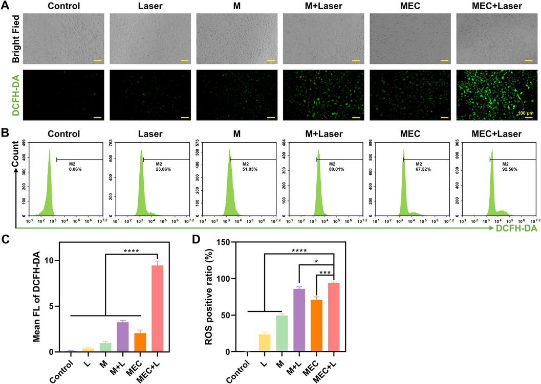 Fluorescence microscopic images (A) and flow cytometry analysis (B) of ROS generation by DCFH-DA in SKOV-3 cells after being treated with M and MEC with/without NIR laser irradiation (808 nm, 10 min). (C) Mean FL of DCFH-DA. (D) ROS positive ratio. *P < 0.05; **P < 0.01; ***P < 0.001; ****P < 0.0001.