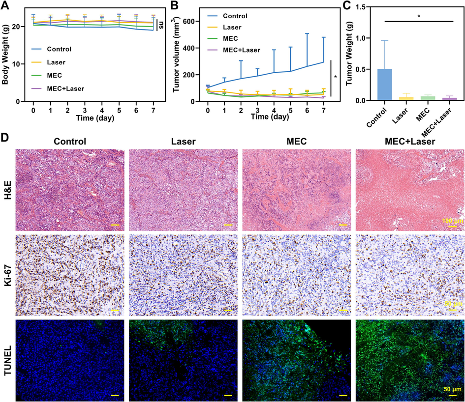 Therapeutic efficacy in vivo. (A) Body weight changes of mice in different groups (n = 5). (B)Tumor growth curves of tumor-bearing mice subject to diverse treatments. (C) Mean weights of dissected tumors after different treatments. (D) H&E, Ki-67, and TUNEL staining images of xenograft tumors after different treatments. *P < 0.05.