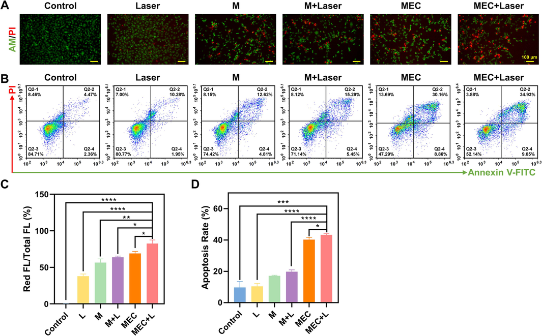 (A) Live and dead co-staining images of SKOV3 cells stained by Calcein-AM/PI after various treatments. (B) Apoptosis for SKOV-3 cells after being treated with M and MEC with/without NIR laser irradiation (808 nm, 10 min). (C) The ratio of red fluorescence intensity to total fluorescence intensity. (D) Apoptosis rate. *P < 0.05; **P < 0.01; ***P < 0.001; ****P < 0.0001. (For interpretation of the references to color in this figure legend, the reader is referred to the web version of this article.)