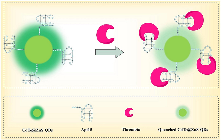 Schematic illustration of aptamer functionalized fluorescent probe for thrombin detection in human serum via static quenching.