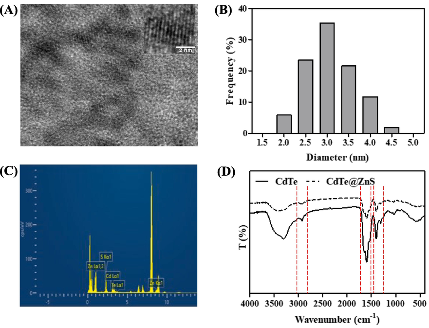 The HRTEM images (A), size distribution histogram (B), EDS spectra (C) and FT-IR spectra (D) of CdTe@ZnS QDs.