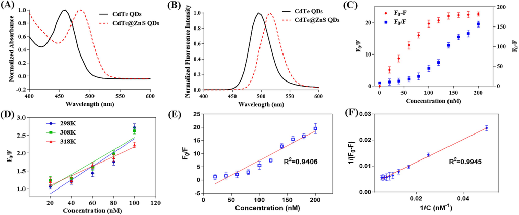 The UV–Vis absorption spectra (A) and fluorescence spectra (B) of CdTe QDs and CdTe@ZnS QDs. (C) The relationship between fluorescence intensity changes and thrombin concentration. (D) The relationship between fluorescence intensity ratio and thrombin concentration at different incubation temperatures. (E) When incubated at 310 K, the relationship between the fluorescence intensity ratio and thrombin concentration. (F) When incubated at 310 K, the relationship between the reciprocal of the fluorescence intensity difference and the thrombin concentration. (F0 and F represent the fluorescence intensity of the mixture at 520 nm before and after the addition of thrombin, respectively, and the excitation wavelength is 350 nm.).