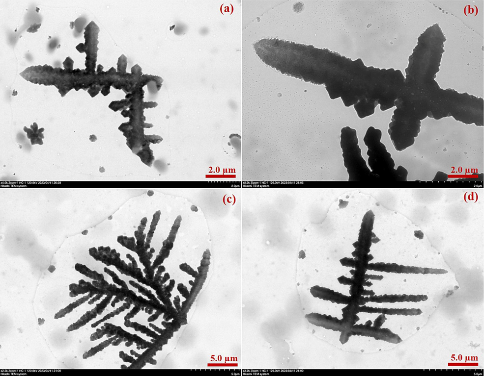 Transmission electron microscopy diagrams (a), (b), (c) and (d) of fluorescent complex LFC.