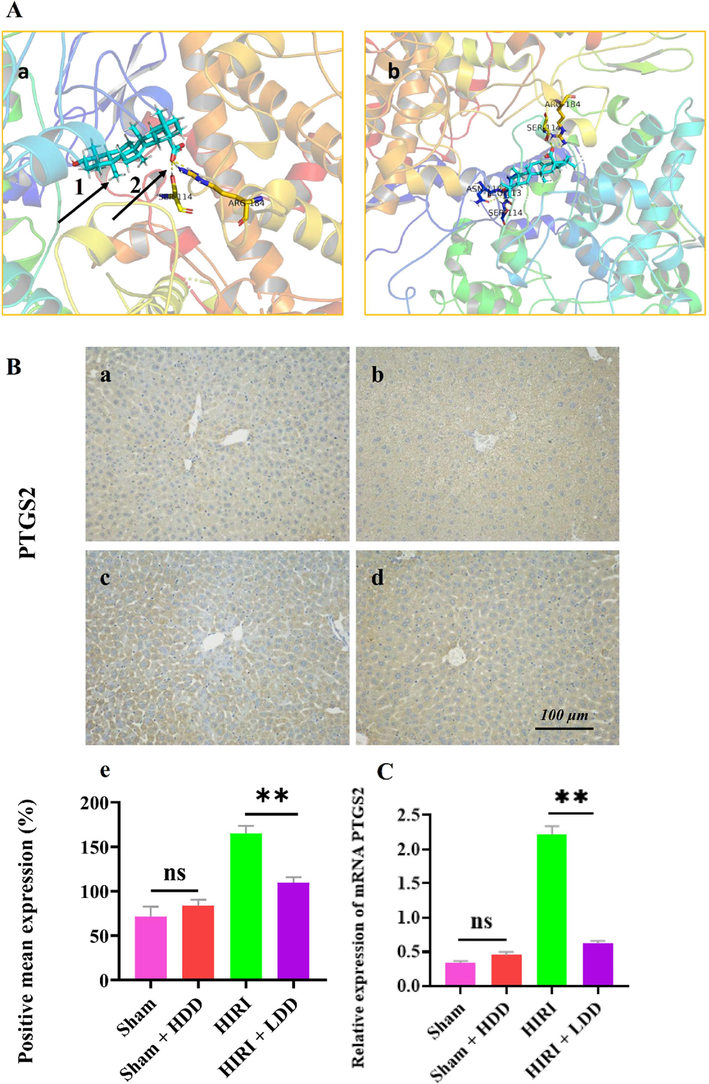 PTGS2 was verified experimentally.
