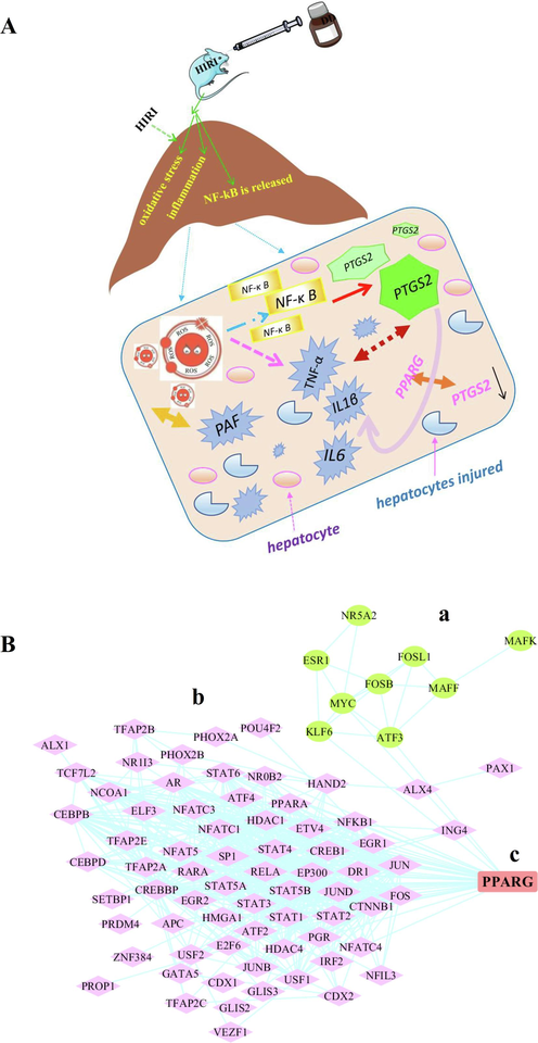 Mechanism and future research contents.