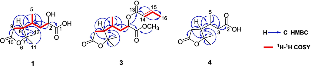 Key 1H–1H COSY and HMBC correlations of 1, 3, and 4.