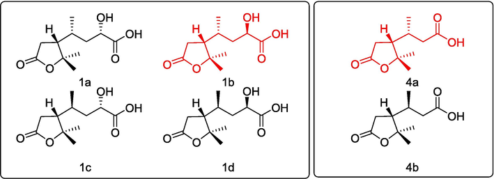 Possible stereoisomers of 1 and 4 for NMR calculation.