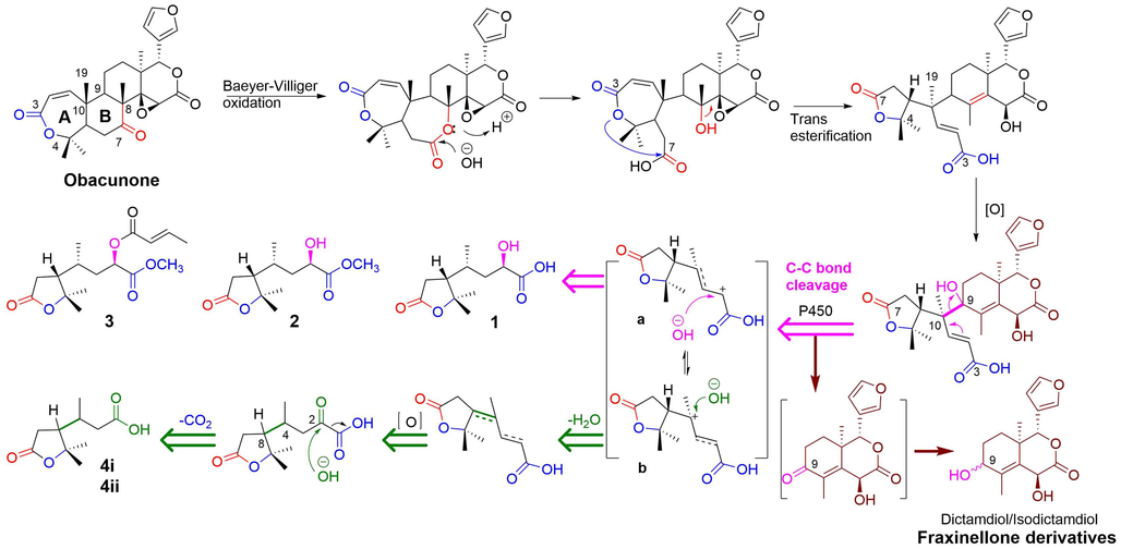 Plausible biogenetic pathway of A/B-ring degradation of limonoid generates rearranged terpenes 1–4.