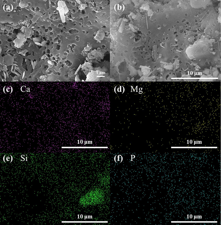 SEM (a and b) and EDS (c–f) images of CMHCC.