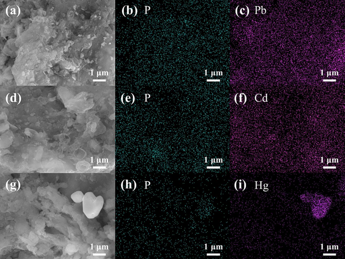 SEM and EDS images of CMHCC@HM. a: SEM images of CMHCC@Pb; b–c: EDS images for Pb and P of CMHCC@Pb; d: SEM images of CMHCC@Cd; e–f: EDS images for Cd and P of CMHCC@Cd; g: SEM images of CMHCC@Hg; h–i: EDS images for Hg and P of CMHCC@Hg.