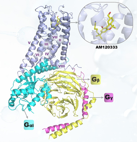 Cryo-EM structures of the CB2R-Gi complexes Note: Protein PDB ID: 6kpf; the color code for the proteins is as follows: CB2R, light blue; Gαi, cyans; Gβ, yellow; Gγ, magenta; ligand AM12033, yellow.