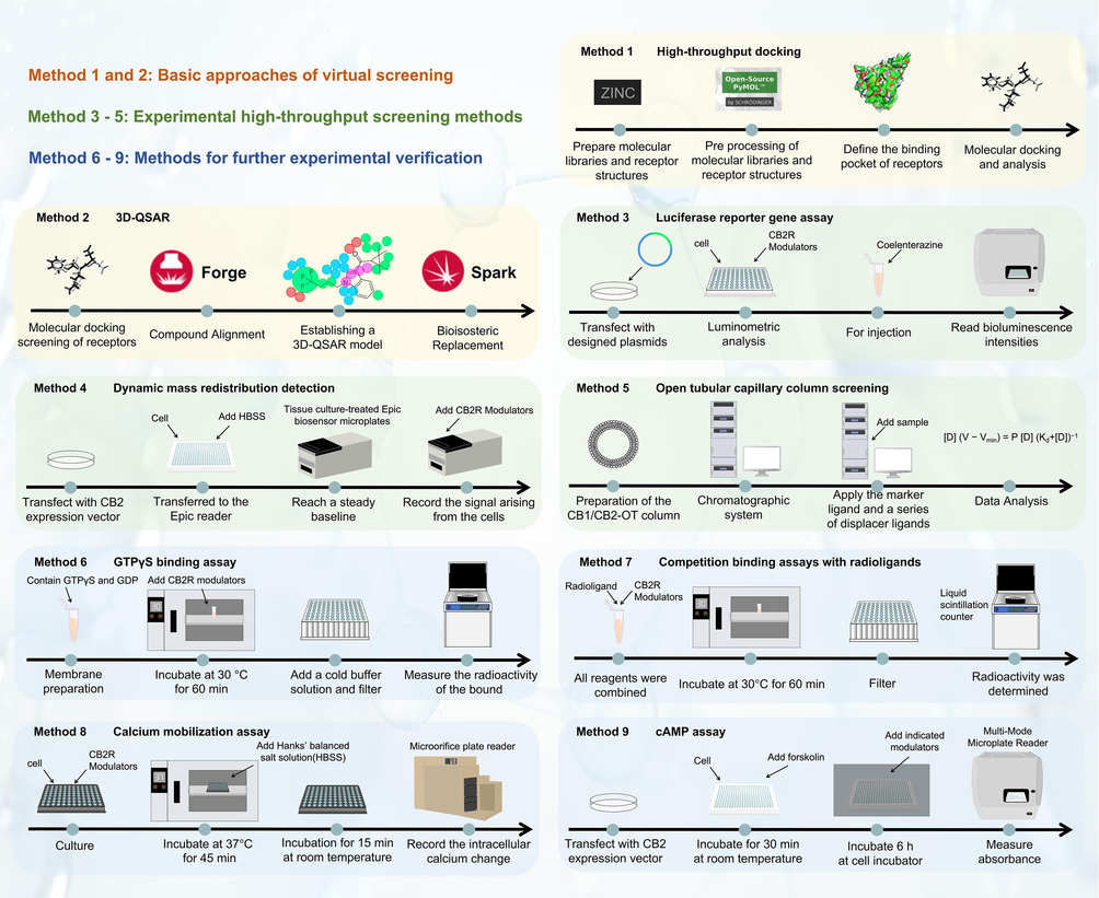 Screening and validation methods for CB2R modulators.