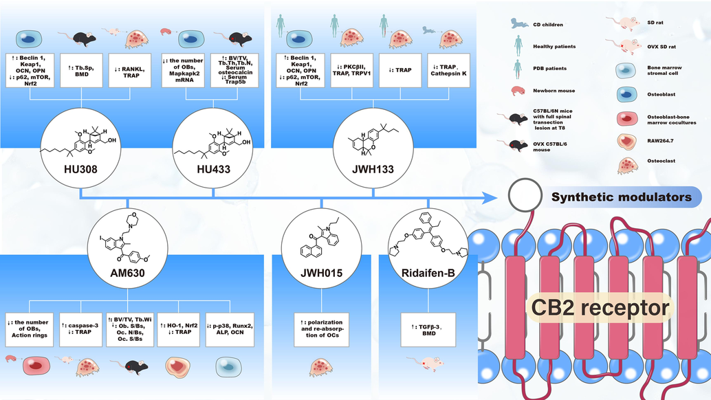 Synthetic CB2R modulators and their regulatory effects on bone metabolism Abbreviations: OBs, osteoblast cells; OCs, osteoclast cells; OCN, osteocalcin; OPN, osteopontin; BMD, bone mineral density; Keap1, Kelch-like ECH-associated protein 1; mTOR, mammalian target of rapamycin; Nrf2, nuclear factor erythroid 2-related factor 2; PKC, protein kinase C; TRAP, tartrate resistant acid phosphatase; Mapkapk2, recombinant mitogen activated protein kinase activated protein kinase 2; BV/TV: the percentage of trabecular bone volume (BV) to total volume (TV) of bone tissue; TRPV1, transient receptor potential vanilloid-1; Runx2, recombinant runt related transcription factor 2; HO-1, heme oxygenase 1; ALP, alkaline phosphatase; TGF, transforming growth factor; RANKL, Receptor Activator for Nuclear Factor-κB Ligand; Tb.Sp, the average width of the trabecular bone marrow; Tb.Th, the average thickness of trabecular bone; Tb.N, trabecular number, Tb.Wi, trabecular width; Ob.S/BS, osteoblast surface; Oc.S/BS, osteoclast surface; Oc.N/BS, osteoclast number.