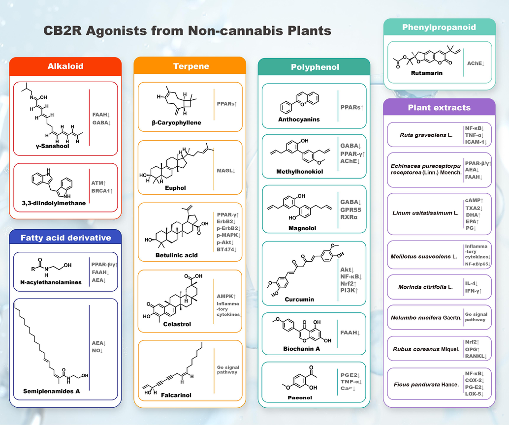 Representative CB2R agonists from non-cannabis plants.