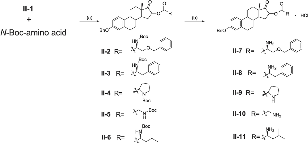 Synthesis of 17β-estradiol (16-C)-amino acid derivatives. Reagents and conditions: (a) K2CO3, KI, DMF, 60 °C. (b) Saturated HCl/EtOAc solution, EtOAc, rt.