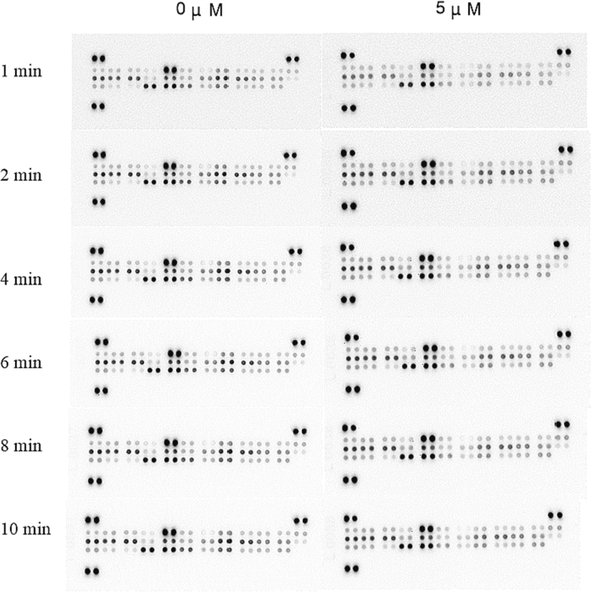 Expression of apoptosis-related proteins at different exposure time (1, 2, 4, 6, 8 and 10 min) after treatment of MDA-MB-231 cells with I-12 for 48 h.