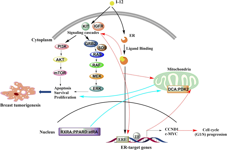 Possible mechanism of compound I-12 against breast cancer.