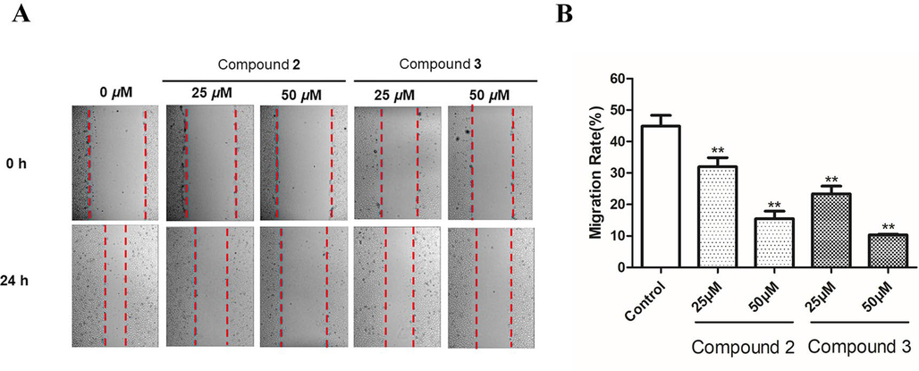 The migration of HUVECs was inhibited by compounds 2 and 3. (A) Wound healing was observed using microscopy at 0 and 24 h. (B) The healing area in the wound healing assay was computed by ImageJ software version 1.8.0. The data of three independent experiments are shown as the mean ± SD. **P < 0.01 vs. untreated control.