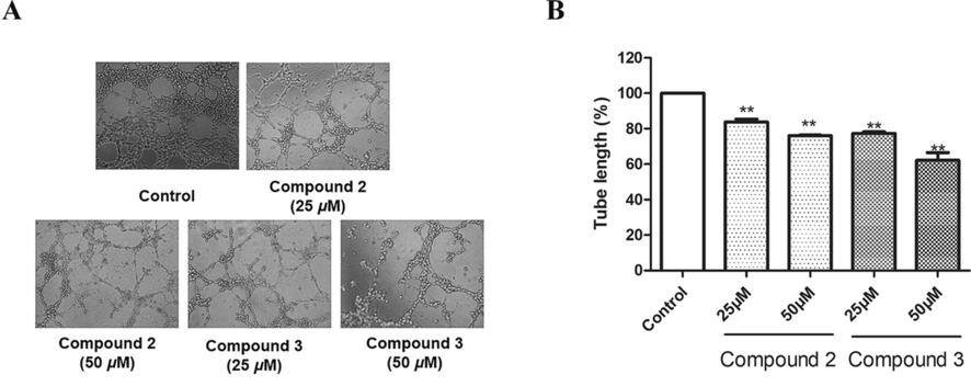 The tube formation of HUVECs inhibited by compounds 2 and 3. (A) The Growth of HUVECs on Matrigel was used to evaluate the effects of compounds 2 and 3 on tube formation in the HUVECs. The images of the tubular structures were captured under 100 × magnification. (B) Tube lengths in the control group, compound 2 group, and compound 3 group. The data of three independent experiments are presented as the mean ± SD. **P < 0.01 vs. untreated control, *P < 0.05 vs. untreated control.