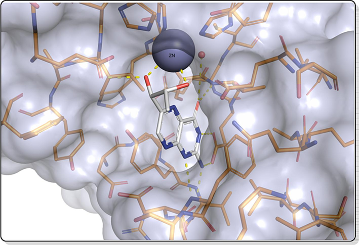 The active site of PfPTPS (PDB 1D: 1Y13) and the native ligand biopterin.