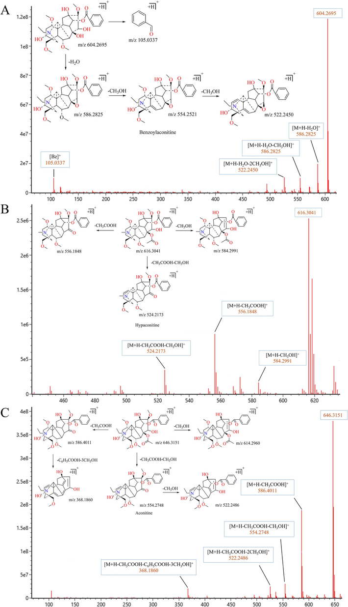 Secondary mass spectrogram and pyrolysis pathway of Aconitum Alkaloids. (A) Benzoylaconitine (BAC); (B) Hypaconitine; (C) Aconitine.