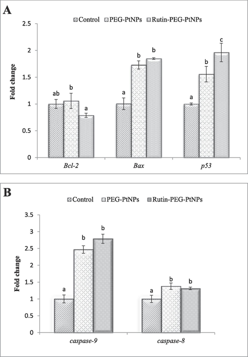 Effect of Rutin-PEG-PtNPs on the expression of A) pro- and anti-apoptotic and B) caspase genes in MCF-7 cells. A significant increase in the expression of the genes associated with apoptosis was noticed. Different letters display significant differences (p < 0.05).