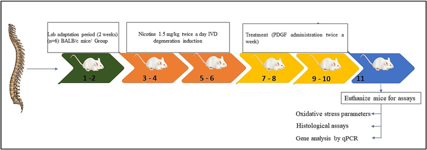 Time line of experiment and group separation Fig. 2 showed the time line of experimental design. The chart indicates the induction and treatment schedule.