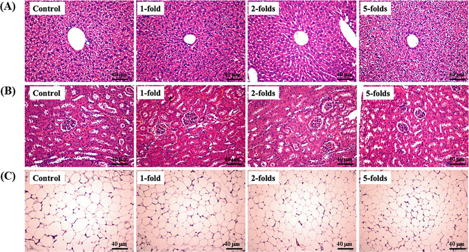 The effect of rAPS supplementation on histopathological sections from (A) the liver, (B) kidney, and (C) para-testicular fat in study mice. Scale bar = 40 μm.