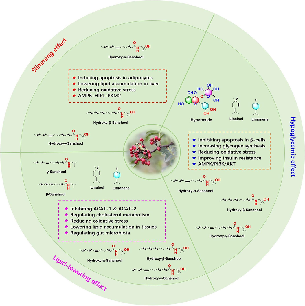 Pharmacological effects of ZBM and its active components.