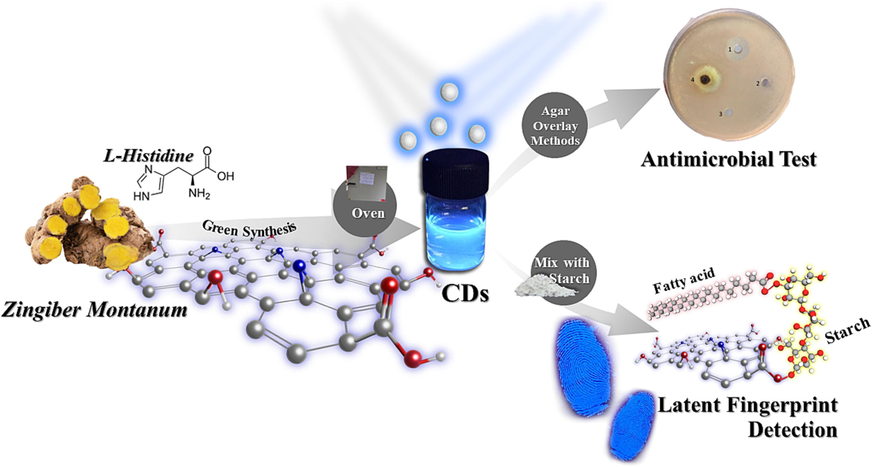 Graphical abstract for the synthesis of N-CDs and their applications.