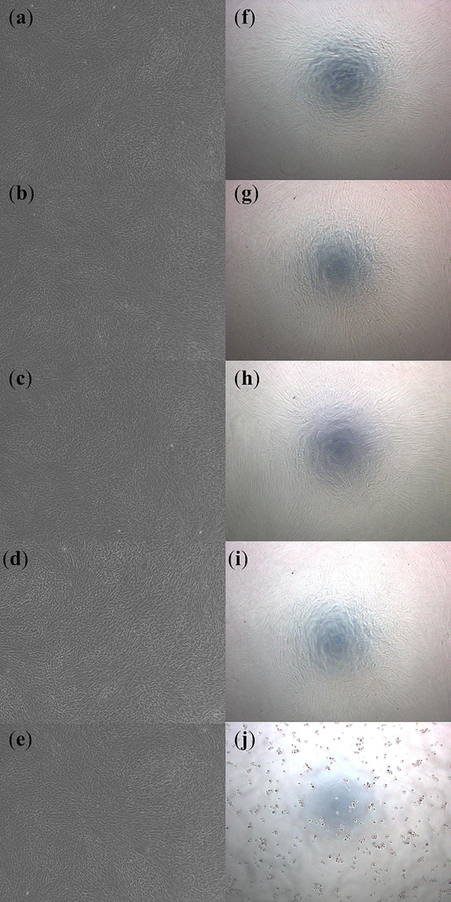 Presto blue assay for human gingival fibroblast test before 72 h with various concentrations of N-CDs: (a) 0.1 mg/L, (b) 0.15 mg/L, (c) 0.2 mg/L, (d) positive control, and (e) negative control, and after 72 h with various concentrations of N-CDs: (f) 0.1 mg/L, (g) 0.15 mg/L, (h) 0.2 mg/L, (i) positive control and (j) negative control. (For interpretation of the references to color in this figure legend, the reader is referred to the web version of this article.)