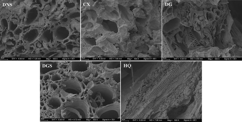 SEM images of the TCMR biomasses.
