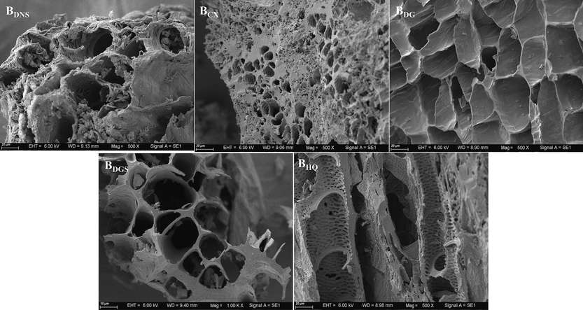 SEM images of the TCMR biochars.