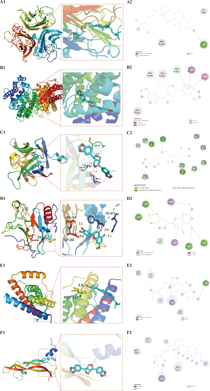 Docking patterns of key targets and specific active compounds. TNF- Stigmasterol(A1), ALB- Sesamin (B1), IL1B- Sesamin (C1), TP53- Hydroxygenkwanin (D1), IL6- Stigmasterol (E1), VEGFA- Stigmasterol (F1). (A2), (B2), (C2), (D2), (E2) and (F2): Two dimensional patterns of bond, respectively.