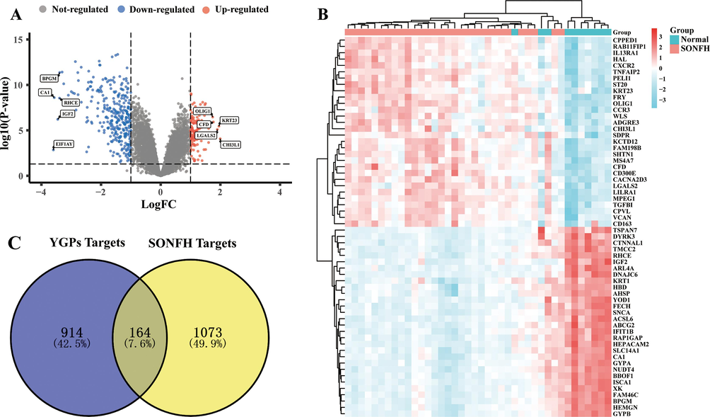 Screening of YGPs-SONFH common targets. (A) Differential genes volcano map shows the gene distribution in disease samples. Red and blue represent upregulated genes and downregulated genes, respectively, whereas grey indicates no significant difference. (B) Heatmaps exhibited the expression patterns of these 60 DEGs. Columns correspond to the samples and rows correspond to the genes. (C) Venn diagram of the 164 common targets between the active compounds targets of YGPs and the disease targets of SONFH.